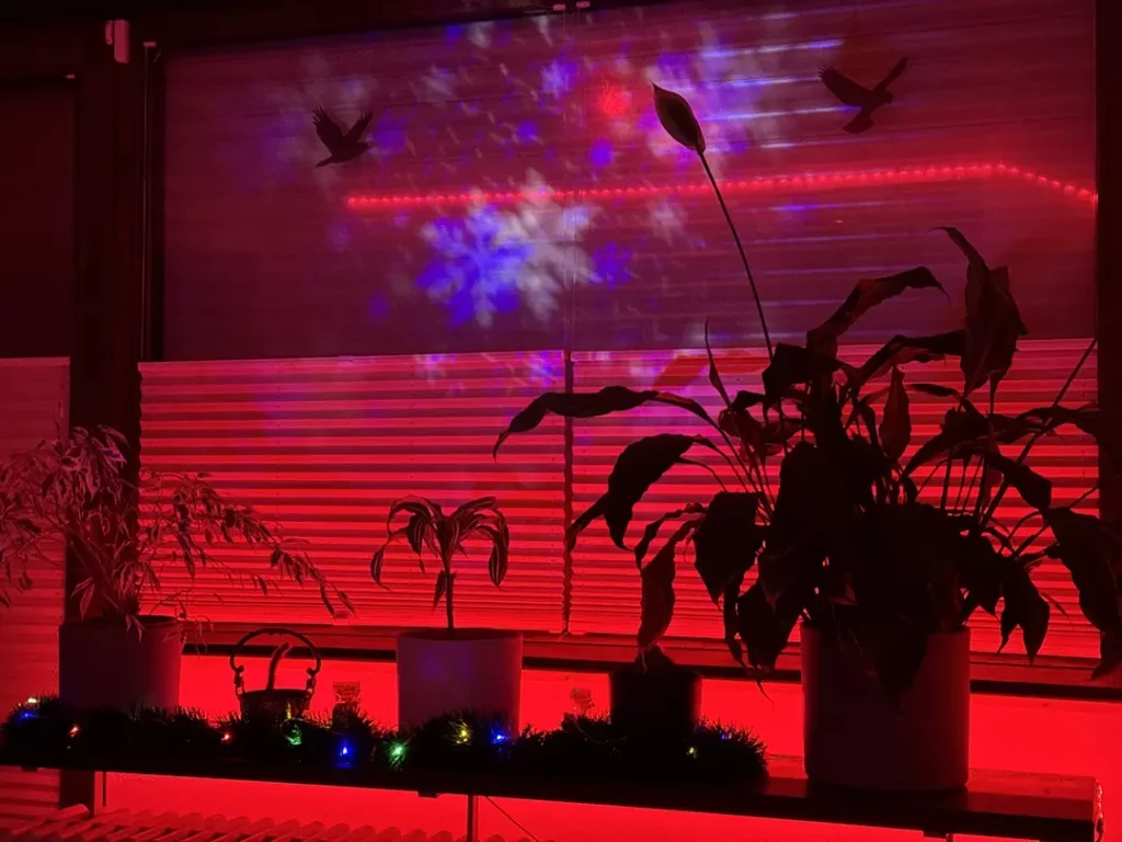 Eine düstere Innenansicht mit roten Lichtern, die Schatten und Muster an eine Wand werfen; im Vordergrund befinden sich mehrere Pflanzen in Töpfen, während im Hintergrund bunte Lichter und projizierte Muster eine festliche Atmosphäre erzeugen.